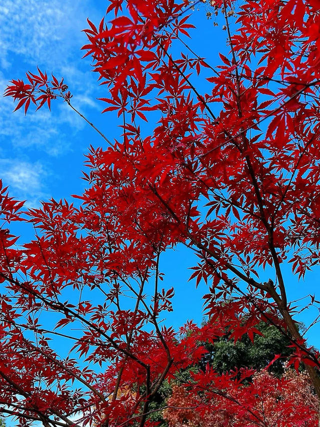 南京必遊景點 明孝陵園區