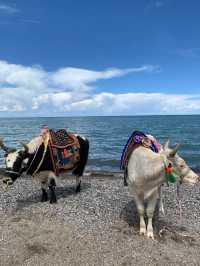 Where the Sky Sleeps in Water: Qinghai Lake Unveiled