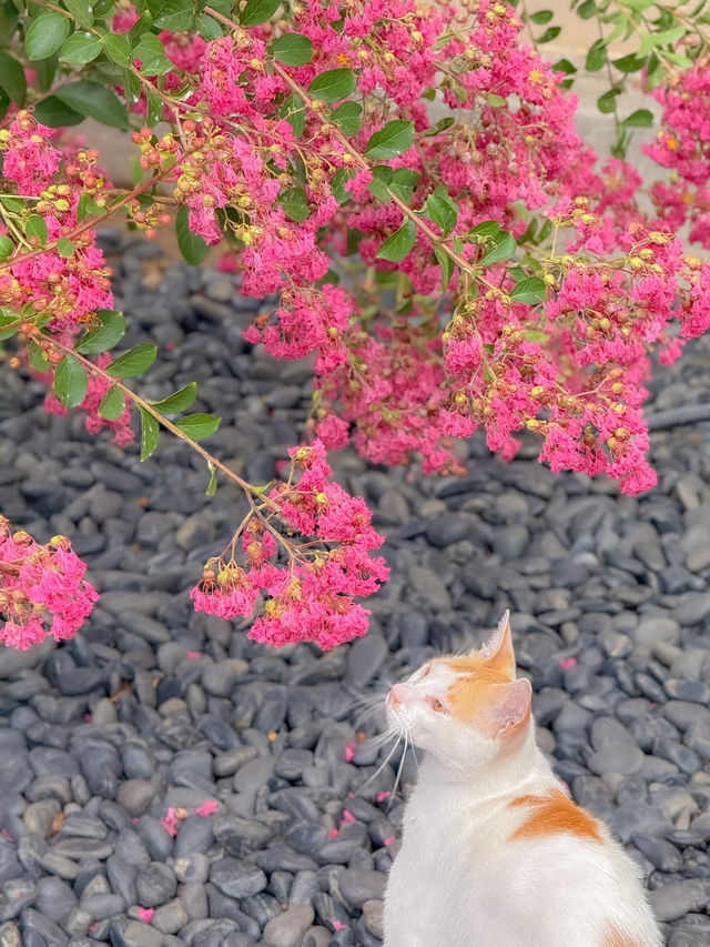 (실시간) 바야흐로 프롬상록의 계절🐈💕🫧