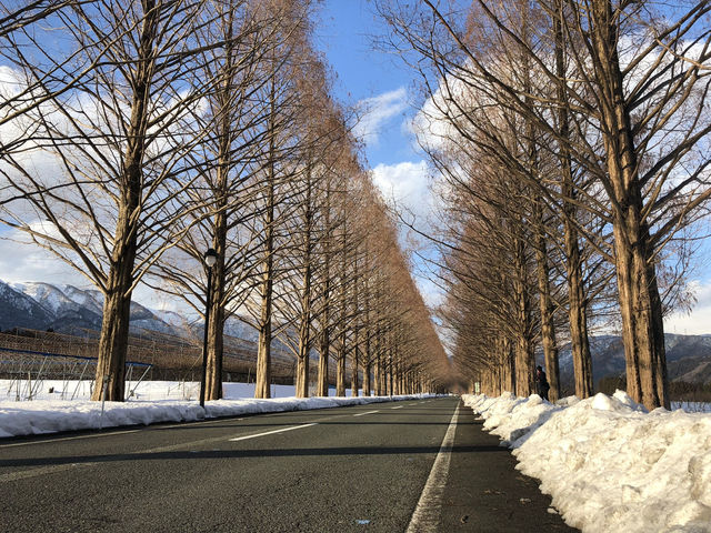 【メタセコイヤ並木｜滋賀県高島市 「一直線に続く木のトンネル。四季の移ろいを真っすぐ感じられる道」】