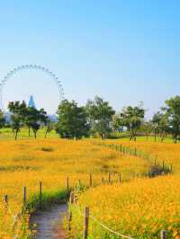 Hefei | Who else gets it—I’ve stepped into a dreamland of pumpkins & sunflowers! 🎃🌻