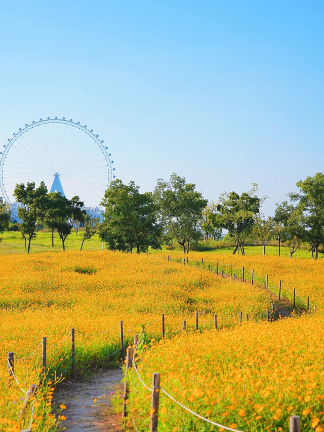 Hefei | Who else gets it—I’ve stepped into a dreamland of pumpkins & sunflowers! 🎃🌻