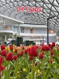 สวนดอกไม้เมืองหนาวระยอง PTTLNG