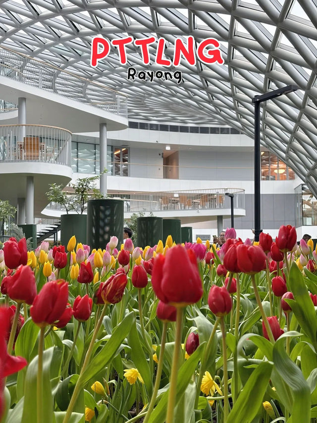 สวนดอกไม้เมืองหนาวระยอง PTTLNG