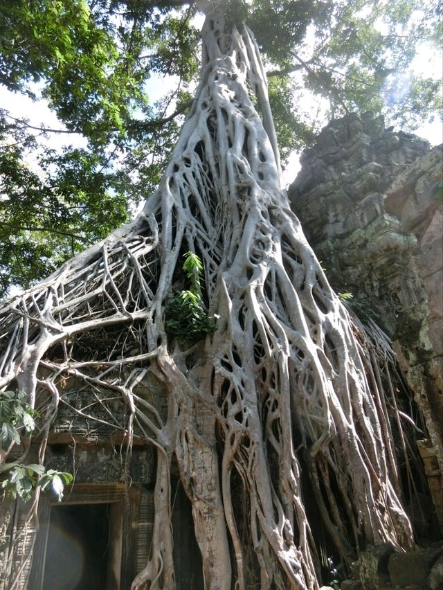 【カンボジア🇰🇭】木の根に包まれたタ・プローム遺跡
