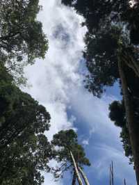 何以忘憂：南投忘憂森林