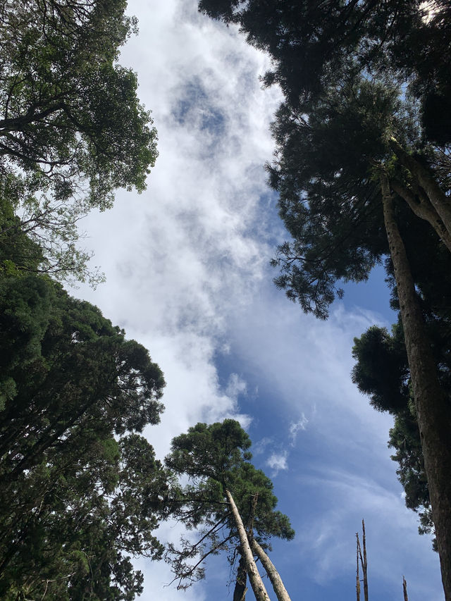 何以忘憂：南投忘憂森林