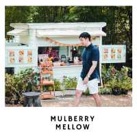 🌿 Mulberry Mellow – คาเฟ่กลางสวนมัลเบอร์รี่ในฝัน