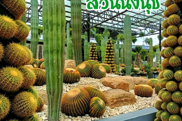 The largest cactus garden. Is it difficult to take care of? | Trip.com  Sattahip
