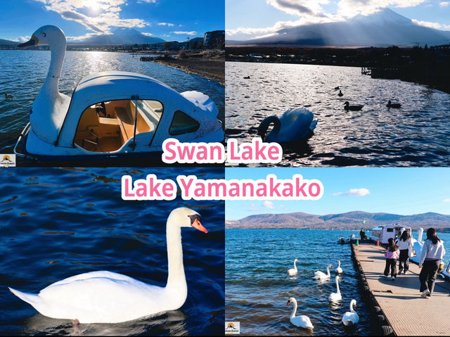 Swan Lake ที่ Lake Yamanakako