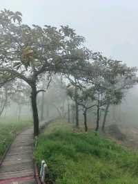 ชมทุ่งกะเจียวตัดกับพื้นสีเขียวที่ป่าหินงามยามฝน