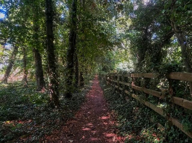 🌿 Barton Hills National Nature Reserve – A Wild Beauty of the Chilterns 🌿 🌿 Barton Hills National Nature Reserve – A Wild Beauty of the Chilterns 🌿