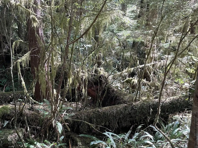 Pacific Rim National Park Reserve 🌊🌲