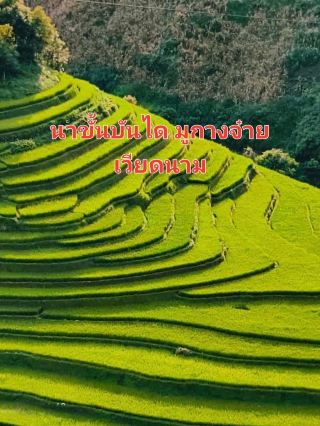 #GetDiscountsWithoutLuck 무캉짜이 계단식 논은 베트남에서 가장 아름답고 유명한 계단식 논 중 하나입니다. 베트남 북서부 옌바이성 무캉짜이 현에 위치한 이 논은 산비탈을 따라 폭포처럼 쏟아지는 계단식 논으로 유명하며, 숨 막힐 듯 아름다운 풍경을 자아냅니다. 특히 벼가 푸르고 싱싱한 벼 재배 기간이나 벼가 황금빛으로 물드는 수확기에 더욱 아름답습니다.
무캉짜이
베트남 북서부 옌바이성 무캉짜이 현
산비탈을 따라 펼쳐진 계단식 논은 독특하고 아름다운 풍경을 선사합니다.
관광 시즌:
방문하기 가장 좋은 시기는 벼 재배 기간(7월~10월)으로 벼가 푸르고 싱싱한 시기나 벼가 황금빛으로 물드는 수확기(9월~10월)입니다.
찾아오시는 길:
하노이에서 버스를 이용하거나 사파에서 오토바이를 렌트할 수 있습니다.
매력:
논 너머로, 산악 부족의 매혹적인 생활 방식과 평화로운 자연 분위기를 경험할 수 있습니다.