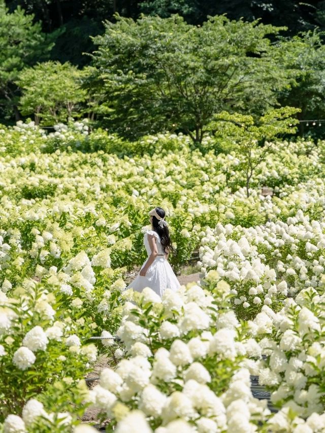 유럽수국 명소는 여기입니다! 청주 프레이밍 카페🤍