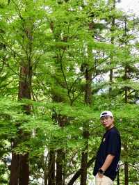飛驒高山老街近郊的飛驒山王宮-日枝神社