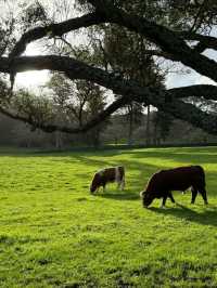 Cornwall Park & One Tree Hill: Auckland’s Green Heart
