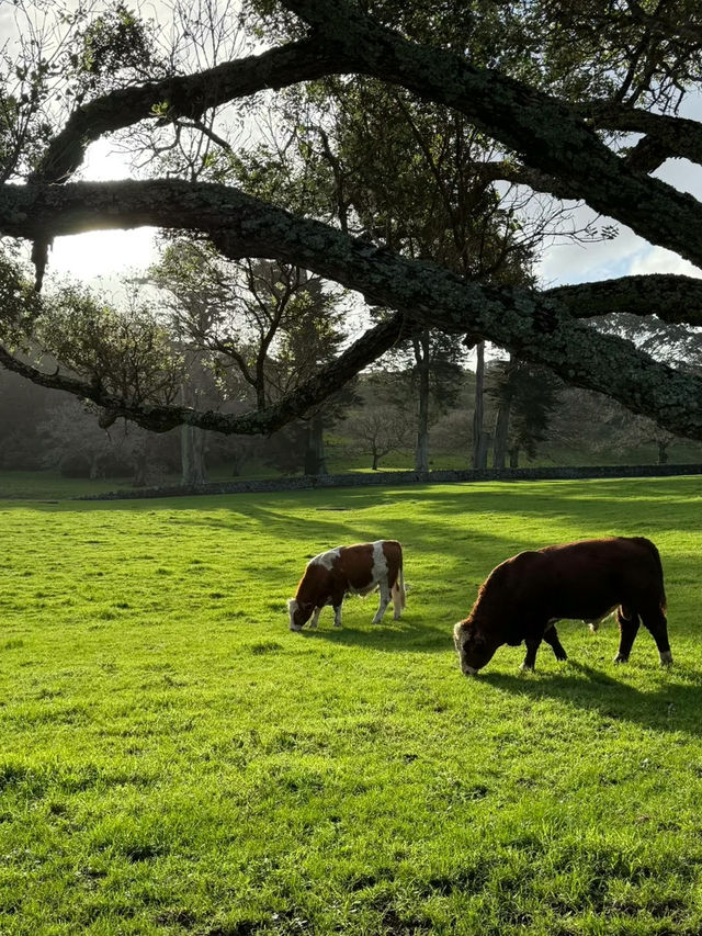 Cornwall Park & One Tree Hill: Auckland’s Green Heart