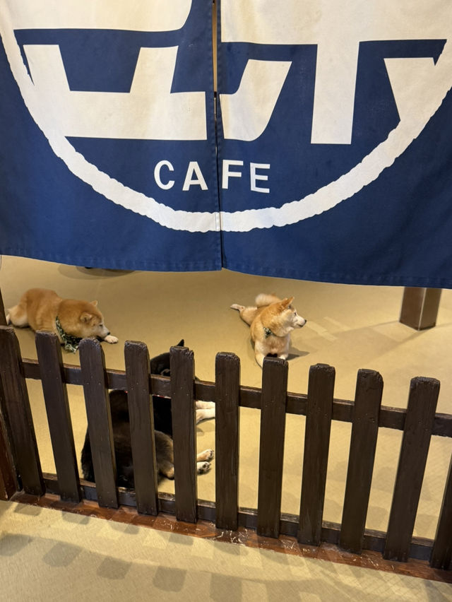 🐾 유후인에서 만난 강아지 카페, 시바카페(Shiba Cafe) 후기! ✨