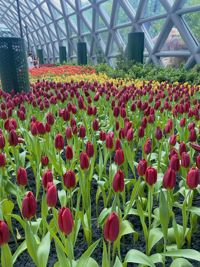 Miracle of Natural สวนดอกไม้เมืองหนาว🌷