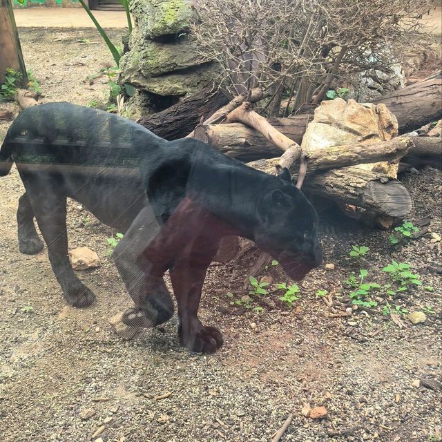 雲南昆明親子必去玩樂景點🏮昆明動物園
