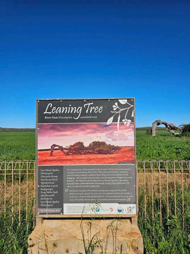 Roadtrip Vibes: Leaning Tree & Jurien Bay Beach Fun 🌳🏖️