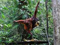 Semenggoh Wildlife Centre - Malaysia 