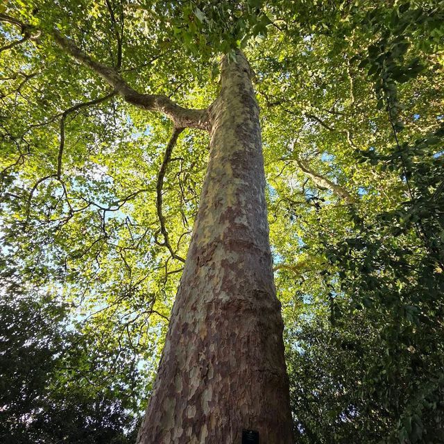 Royal Botanic Gardens, Kew