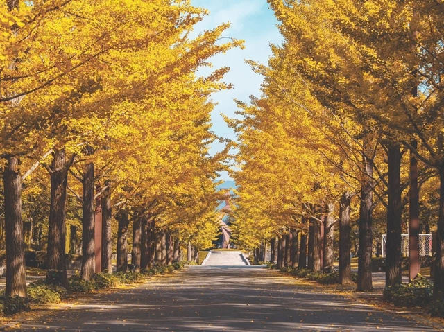 🍂 Top Autumn Spots to See Ginkgo Trees in Fukushima, Japan 🍂 🍂 Top Autumn Spots to See Ginkgo Trees in Fukushima, Japan 🍂