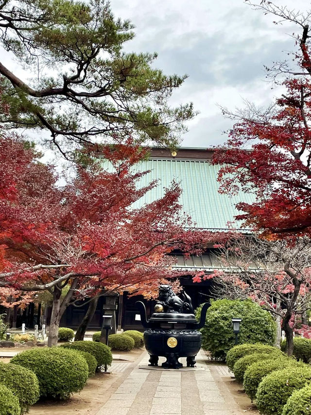 🍁 Autumn Serenity at Gotokuji Temple