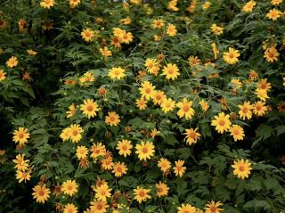 See the blooming golden sunflowers in Lampang