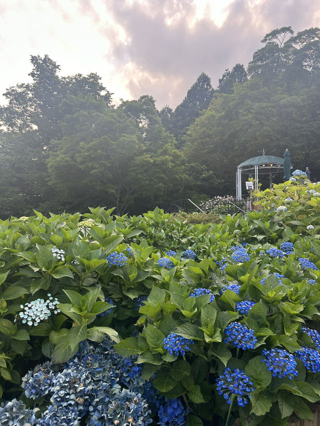 箱根・仙石原の隠れ宿。露天風呂付客室で贅沢な温泉と旬の和食を満喫。 箱根・仙石原の隠れ宿。露天風呂付客室で贅沢な温泉と旬の和食を満喫。