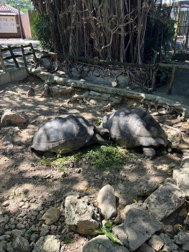 🇯🇵沖繩玉泉洞 × 沖繩世界王國村|走進神秘地底與琉球文化的一天 🇯🇵沖繩玉泉洞 × 沖繩世界王國村|走進神秘地底與琉球文化的一天
