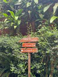 บ้านแม่แมะ เชียงดาว — หมู่บ้านกลางหุบเขาที่เงียบ