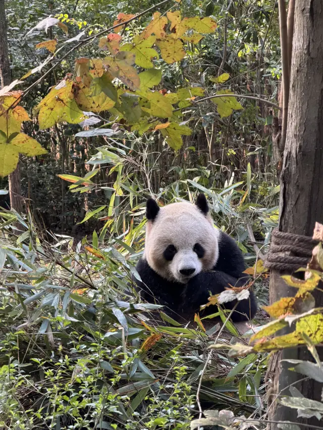 Giant Panda Watching in Chengdu