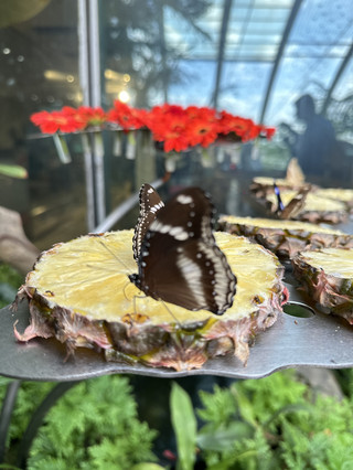 🦋 Discover the Butterfly Garden at Changi Airport (T3)