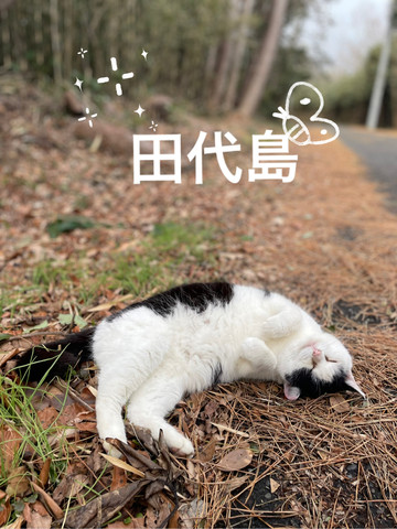 田代島》猫ちゃんとのんびりした休日🐱 | Trip.com 石巻