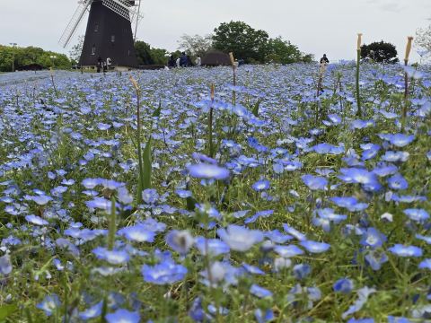 大阪・鶴見緑地：風車の下に広がる花の海の夢。 | Trip.com 守口