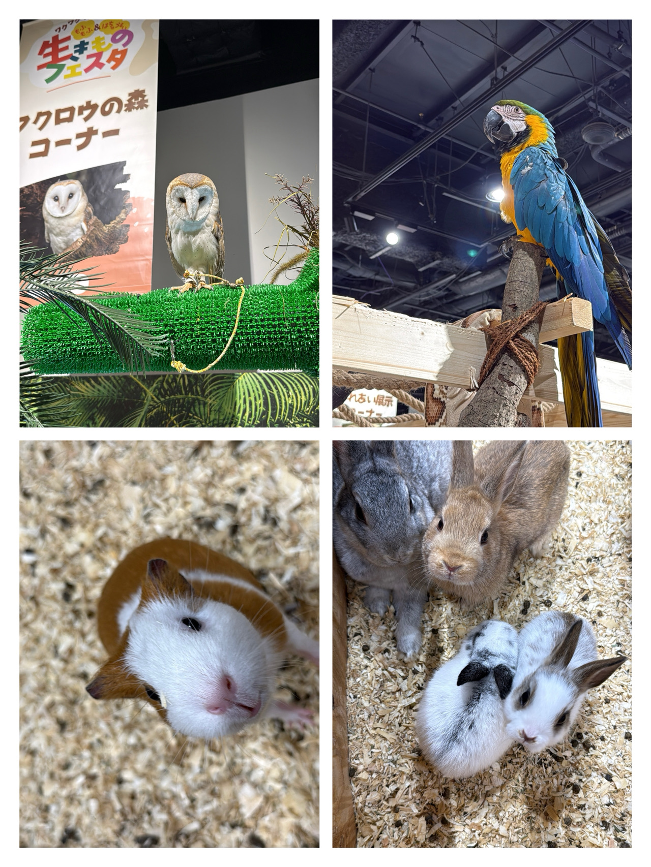 BOSS E・ZO FUKUOKA | Fukuoka Indoor Zoo: Up-Close, Adorable, and Heartwarming Moments.