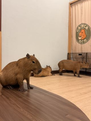 Unique Pet Cafe in Batam - capybaras and Pairie dogs!