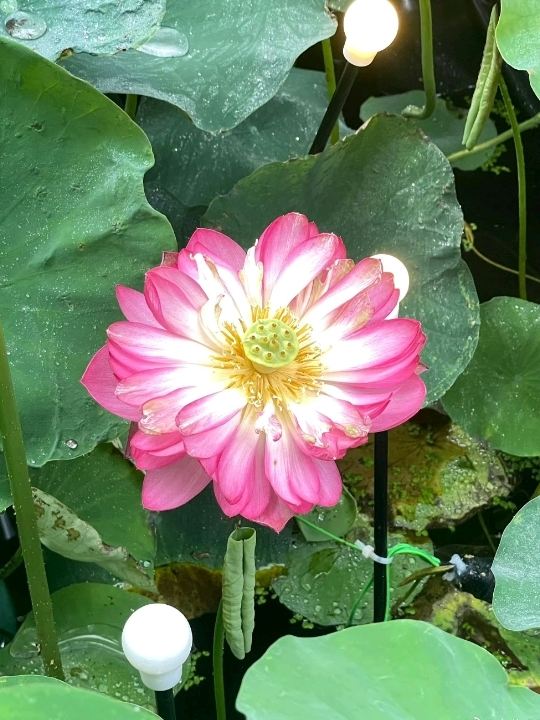 🪷 889 Plaza Lotus Pond | A Hidden Summer Bloom in the City | Trip