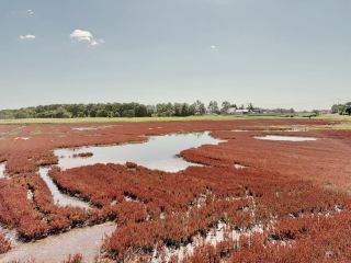 這是一趟把方向盤握在自己手中、將靈魂完全交付給北海道大地的公路獨旅。遠離了城市的擁擠步調,從踏上日本國內線航班那一刻起,整個旅途的節奏便徹底慢了下來。五天四夜的行程橫跨了知床、釧路、北見與網走,無論是壯麗浩瀚的海岸落日、原始粗獷的火山地貌,還是漫無邊際的赤紅濕地,那份天地遼闊的震撼,都是在台灣習慣了狹窄街道與蜿蜒山路的我們難以想像的極致體驗。
第一天:飛向北境盡頭,奔赴知床的壯麗餘暉
抵達新千歲機場後,我熟練地穿過航廈換乘前往女滿別機場的日本國內線班機。搭乘螺旋槳客機低空劃過北海道上空,從窗戶望下去,綠意盎然的丘陵、錯落有致的農田與針葉林交織成遼闊的地景。飛機平穩降落在小巧精緻的女滿別機場,一踏出機艙,微涼而澄澈的秋日空氣迎面撲來,頓時讓人神清氣爽。
快速在機場櫃檯完成租車手續,坐進駕駛座、發動引擎,這趟一個人的道東公路行正式啟程。第一天的目的地直指北方的世界自然遺產門戶——知床。開出道東的公路,眼前立刻展現出北海道最具代表性的筆直大道,道路兩側是整齊劃一的防風林與無邊無際的原野。順著鄂霍次克海的海岸線一路向東北前行,右手邊是漸漸隆起的知床連山,左手邊則是波光粼粼的蔚藍大海,沿途的開闊感讓握著方向盤的我忍不住把車窗搖下,任由帶著海鹽氣息的清涼海風灌滿整個車室。
接近傍晚時分抵達知床宇登呂一帶,正好迎來了令人屏息的重頭戲——知床的日落。夕陽緩緩沉入鄂霍次克海的水平線,整片天空從耀眼的金黃漸漸暈染成濃郁的橘紅,最後化作深邃的紫霞,餘暉灑在波浪與岸邊黝黑的火山岩礁上,閃爍著冷冽而溫柔的光芒。這片被稱為「世界盡頭」的土地,用一場毫不保留的壯麗日落給了我最熱烈的見面禮。當晚入住知床當地的旅宿,在遠離塵囂的極致寧靜中,洗去長途飛行的疲憊,早早沉入夢鄉。
第二天:縱貫火山與神秘之湖,南下探訪釧路的生靈
清晨離開知床,我將車頭調轉往南,展開了一場穿越道東核心地景的探索之旅。車子穿梭在層巒疊嶂間,空氣中漸漸瀰漫著一股濃烈的硫磺氣息,順著裊裊升起的白煙,首先抵達了著名的活火山——「硫磺山」。這裡地表寸草不生,數十個噴氣孔正伴隨著轟隆聲劇烈噴射出高溫蒸氣,岩石上結滿了鮮黃色的純硫磺結晶。站在滾燙的地熱邊緣,那種大自然最純粹、原始的狂暴力量,帶來了強烈的視覺與感官震撼。
告別了硫磺山的躁熱,車子盤旋而上來到被群山環抱的「摩周湖」。這座以超高透明度聞名的神祕火山口湖,在陽光照耀下展現出深不可測、如藍寶石般的「摩周藍」。陡峭的絕壁將湖水緊緊擁入懷中,湖面平靜無波,倒映著天空的湛藍與白雲,站在展望台上俯瞰,整個世界安靜得彷彿時間都已停滯。
午後繼續順路經過了阿寒湖,欣賞被雄阿寒岳雄姿守護的湖光水色,隨後直奔道東南方的重鎮——釧路。抵達釧路市動物園時,氣候十分宜人。這座動物園坐落在豐富的自然林野中,比起城市動物園更多了一份天然野趣。在涼爽的北國氣候下,巨大的北極熊在水池裡靈活地玩耍嬉戲,而北海道的象徵——丹頂鶴,則優雅地在草地上踱步、展翅。親眼見到這些北方大地獨有的生靈展現悠閒自然的姿態,為緊湊的長途駕駛增添了無比療癒的溫暖時光。
第三天:漫長奔馳的公路冥想,北見商務之夜
第三天的主要節奏是「長途駕車」。揮別南方的釧路,我重新設定導航,沿著縱貫道東的國道一路向北直奔「北見」。這是一段考驗體力但也最能享受自駕樂趣的路程。北海道的公路幅員遼闊,車流稀少,車速保持在穩定的節奏中,車內流淌著自己喜歡的音樂,整條筆直的道路彷彿只為自己一人鋪展。
窗外的風景從釧路的濕原林相,逐漸切換為丘陵起伏的開闊農地與牧場,偶爾還能看見路旁林間野生蝦夷鹿探頭覓食的身影。這種長時間獨自駕車的過程,非但沒有讓人感到厭倦,反而變成了一種心無雜念的冥想。手握方向盤,眼睛看著天際線不斷延伸,思緒在開闊的天地間徹底放空。
經過數小時的暢快奔馳,傍晚順利抵達道東的內陸中心城市——北見,入住市區乾淨便利的連鎖商務飯店。在經歷了前兩天純粹的大自然洗禮後,北見的都會機能讓人感到無比便利。卸下沉重的攝影裝備,在市區挑了一家地道的小店,點上一份道東著名的燒肉料理搭配冰涼飲品,用大口吃肉的痛快為一整天的長途駕駛畫下完美的句點。
第四天:能取湖的赤紅奇蹟,告別道東返回千歲
旅程第四天的核心目標,是季節限定的視覺盛宴——網走能取湖的「珊瑚草(厚岸草)」。從北見退房後驅車往北前往網走,抵達卯原內珊瑚草群落地時,晨光正好灑在整片濕地上。
每年秋季,生長在鹽鹼水域的珊瑚草會褪去綠衣,轉化為深邃濃烈的赤紅色。沿著木造棧道走入濕地中央,眼前展開的是一整片無邊無際的深紅地毯,與遠方深藍色的能取湖水、純淨的蔚藍天空形成了極具張力的色彩對比。微風輕拂,水波粼粼,陽光折射在鮮紅的草葉上,美得極不真實。在規劃網走這段路時,我特意跳過了觀光客常去的網走監獄,因為比起人文與歷史建物的沉重,我更渴望把所有時間揮霍在道東大自然短暫而絢爛的季節奇景之中。
在能取湖畔靜靜凝視這片大地的畫作許久後,依依不捨地開車返回女滿別機場辦理還車。四天下來儀表板上累積的數百公里里程,象徵著這台車陪伴我穿越海角天涯的默契。隨後再次搭上日本國內線班機,飛離道東,返回千歲。
從寧靜原始的道東一瞬間切換回熱鬧繁華的千歲與札幌周邊,這種空間轉換帶來了一種恍若隔世的奇妙感受。第四晚在千歲周邊的飯店好好洗個熱水澡、整理行李與記憶卡中滿滿的美景照片,隔天搭機返回台灣,為這趟充實無比的旅程拉下帷幕。
這趟旅程徹底滿足了我對自駕旅行的渴望。透過日本國內線轉機的靈活串聯,避開了繁瑣的陸路拉車;獨自開著車在壯麗的道東大地上奔馳,看見了知床的落日、摩周湖的純粹、能取湖的赤紅與大地的火山脈動。那種天地之間唯我一人的自由感,以及大自然帶來的洗滌與沉澱,是這趟旅行帶給我最珍貴、也最無可替代的收穫。
