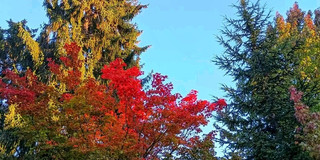 🍂 A Colorful Autumn Escape at Kubota Garden 🌿