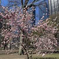 Sakura in Central Park 🇺🇸 New York City