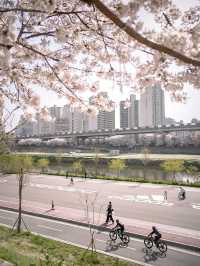 🌺  안양천 🌸