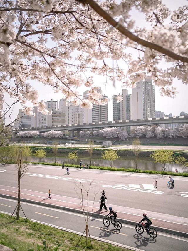 🌺  안양천 🌸