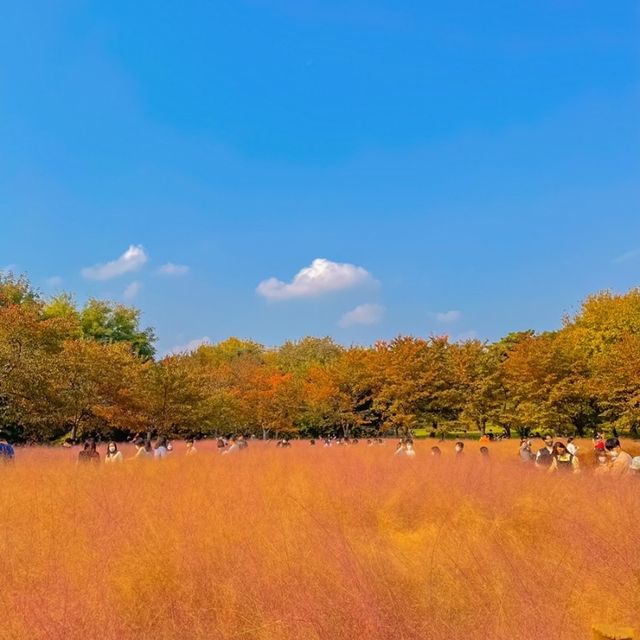 잠실 나들이 - 올림픽 공원(feat. 핑크뮬리)🌱