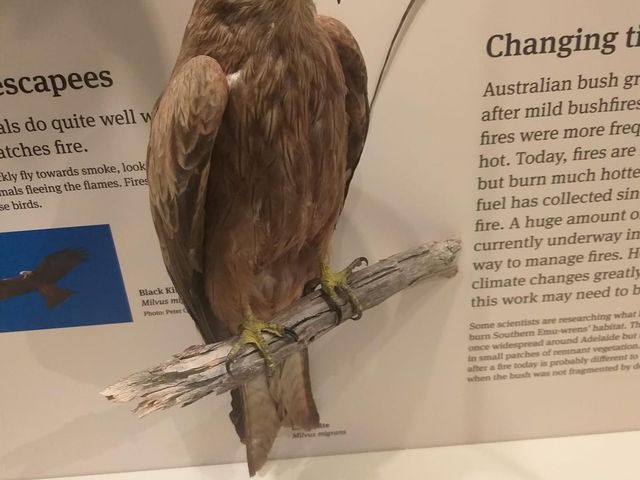 Must Visit: South Australian Museum 🇦🇺