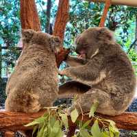 Lone Pine Koala Sanctuary 🐼