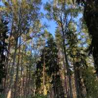 Dzintari Forest Park 🗺️